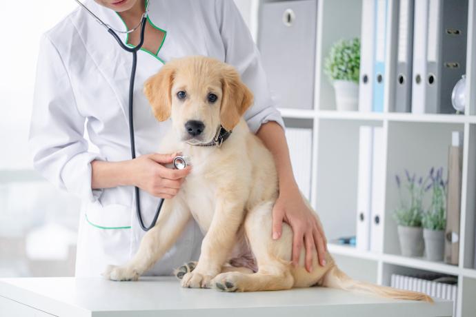 UltraljudsGel - för ultraljudsundersökningar | Trikem Hundvalp hos veterinären