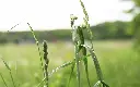 Gräs.webp